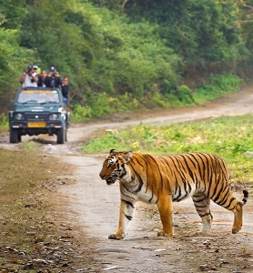 Jim Corbett and Nainital Tour Package from Delhi